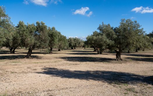 Petita masia per a reformar (295)