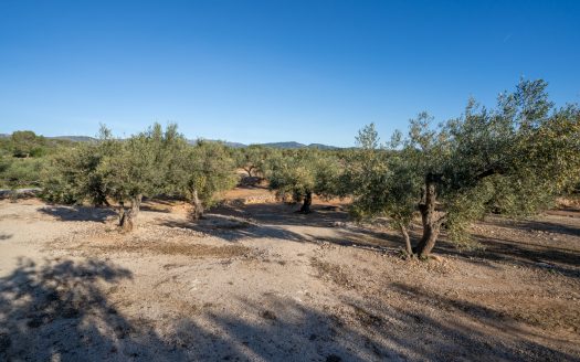 Spacious olive estate with two large homes (302)