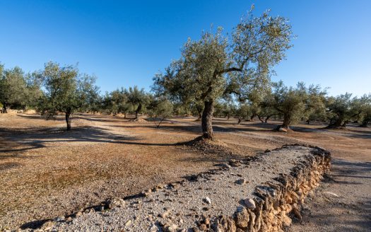 Spacious olive estate with two large homes (302)