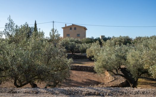 Spacious olive estate with two large homes (302)