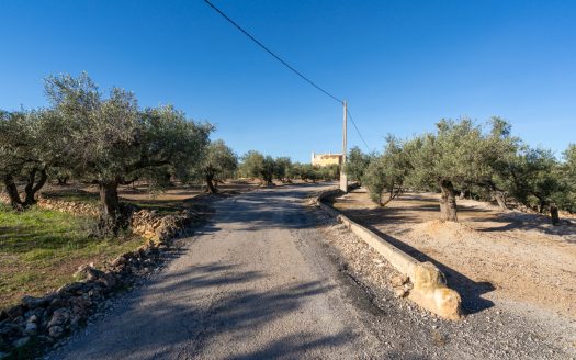 Spacious olive estate with two large homes (302)