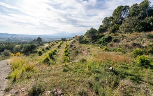 Finca amb vistes i aigua de pou (307)