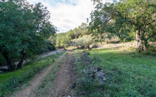 Passion for solitude (308)