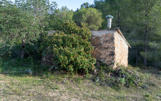 Passion for solitude (308)