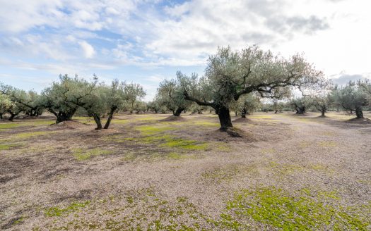 3-hectare olive grove (315)