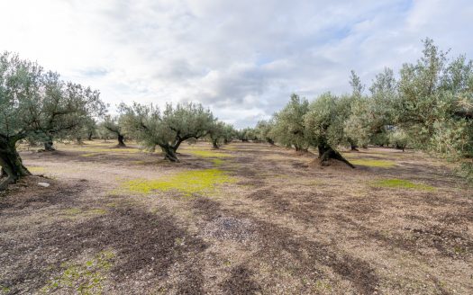 3-hectare olive grove (315)