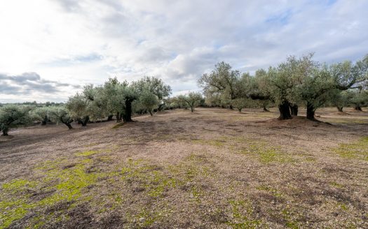 3-hectare olive grove (315)