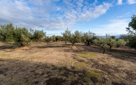 3-hectare olive grove (315)