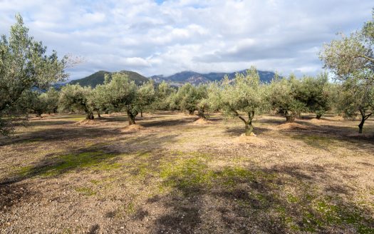 3-hectare olive grove (315)
