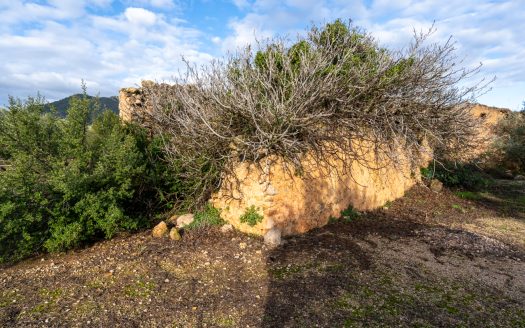 3-hectare olive grove (315)