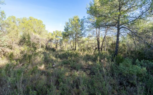 In the heart of the natural park (326)