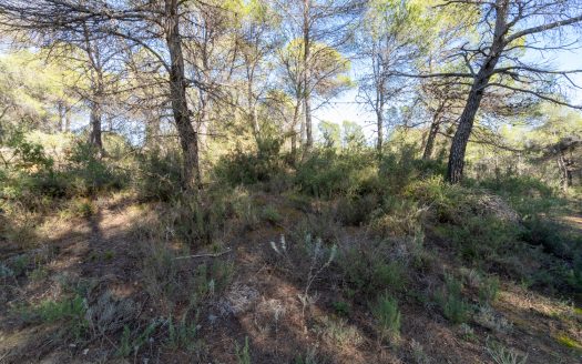 In the heart of the natural park (326)