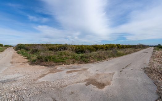 Land with water and old trees (324)