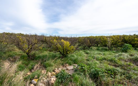 Land with water and old trees (324)