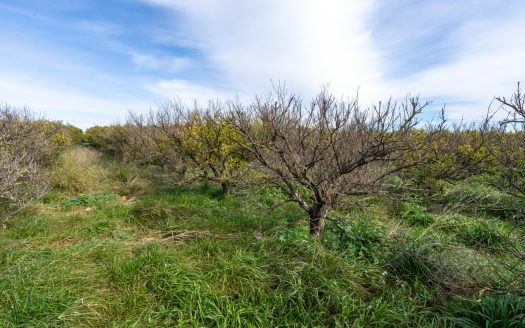 Land with water and old trees (324)