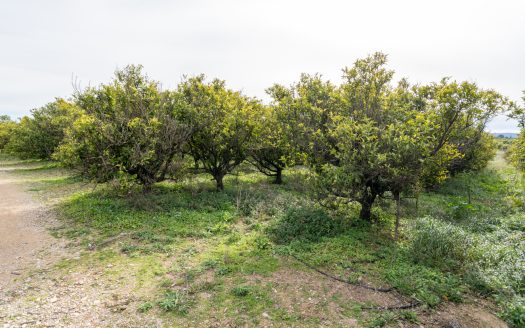 Land with water and old trees (324)