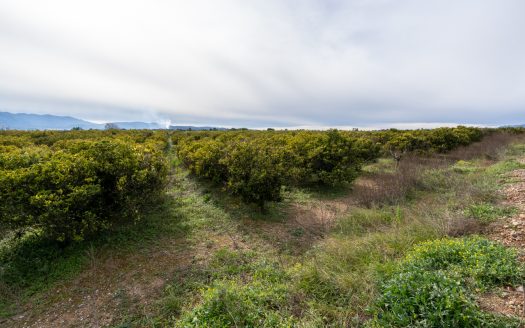 Land with water and old trees (324)