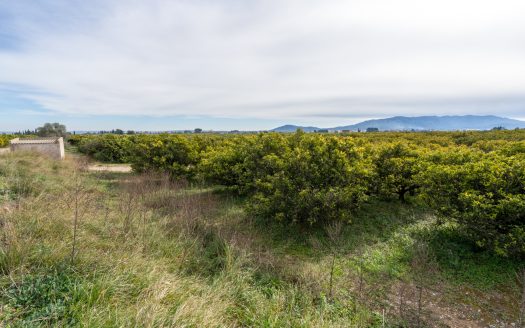Land with water and old trees (324)
