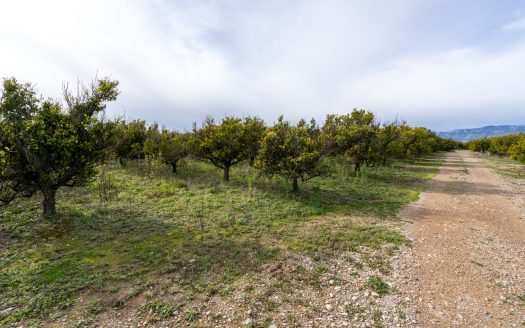 Land with water and old trees (324)