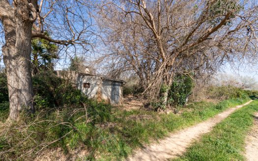 Huerto cerca del río Ebro (330)