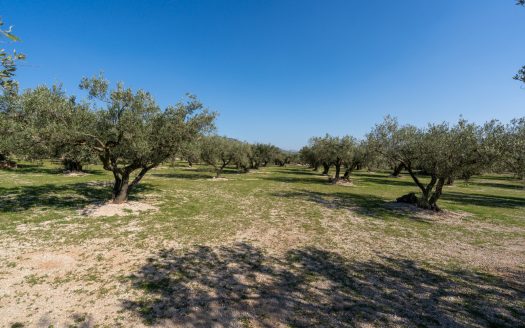 La finca alegre (339)