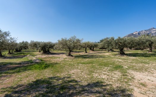 La finca alegre (339)