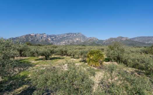 La finca alegre (339)