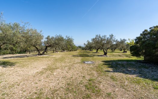 Flat olive grove property with beautiful views (340)