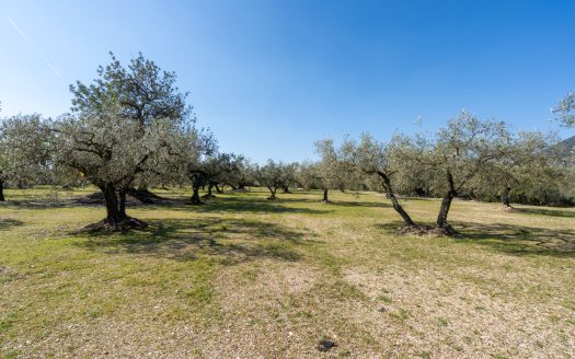 Flat olive grove property with beautiful views (340)