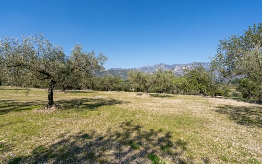 Flat olive grove property with beautiful views (340)