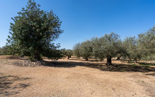 Nice piece of land with a ruin (341)