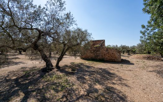 Nice piece of land with a ruin (341)