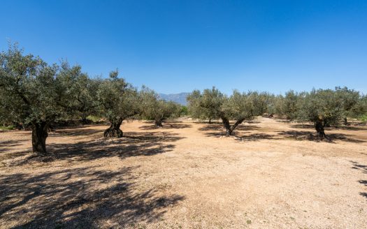 Nice piece of land with a ruin (341)