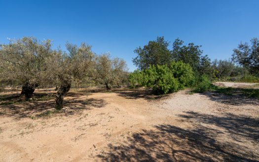Nice piece of land with a ruin (341)
