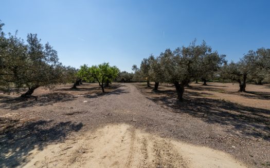El millor accés (342)