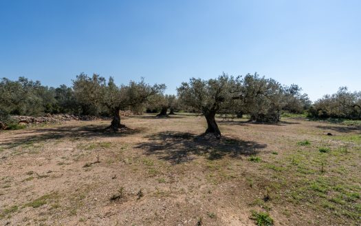 El millor accés (342)
