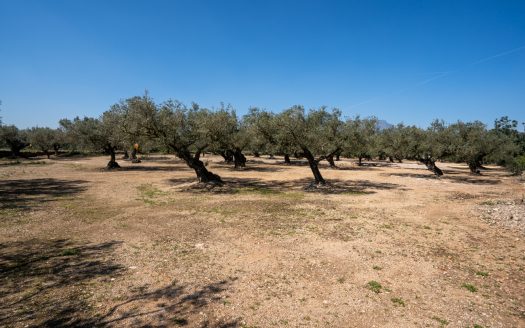 El millor accés (342)