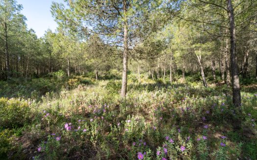Your house in the forest (349)