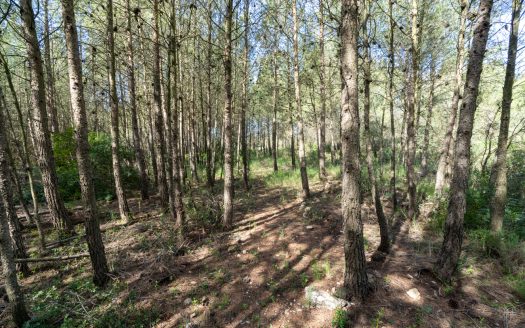 Your house in the forest (349)
