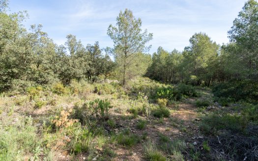 Your house in the forest (349)