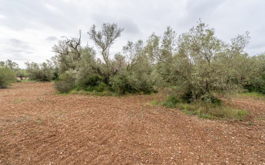 Petita finca sense edificació i bon accés (352)
