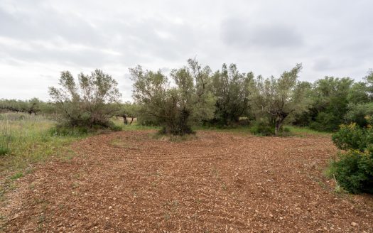 Petita finca sense edificació i bon accés (352)