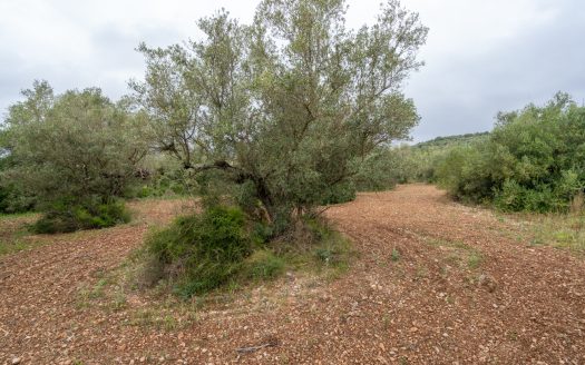 Petita finca sense edificació i bon accés (352)