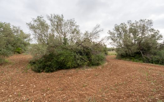 Petita finca sense edificació i bon accés (352)