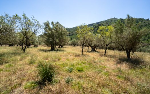 With plans for a glamping project (370)