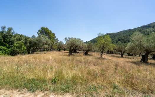 With plans for a glamping project (370)