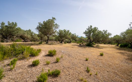 Lo Burgà (371)