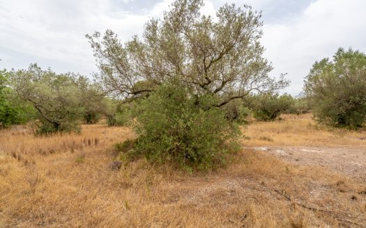 Finca with water supply near Els Reguers (379)