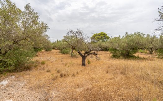 Finca with water supply near Els Reguers (379)