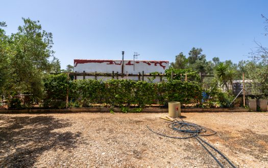 Olive grove with water (387)